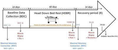 Evaluation of an Antioxidant and Anti-inflammatory Cocktail Against Human Hypoactivity-Induced Skeletal Muscle Deconditioning